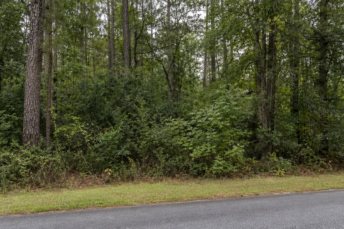AI-generated scene of a dense wooded parcel beside a quiet paved street, like infill lots around Lawrenceville