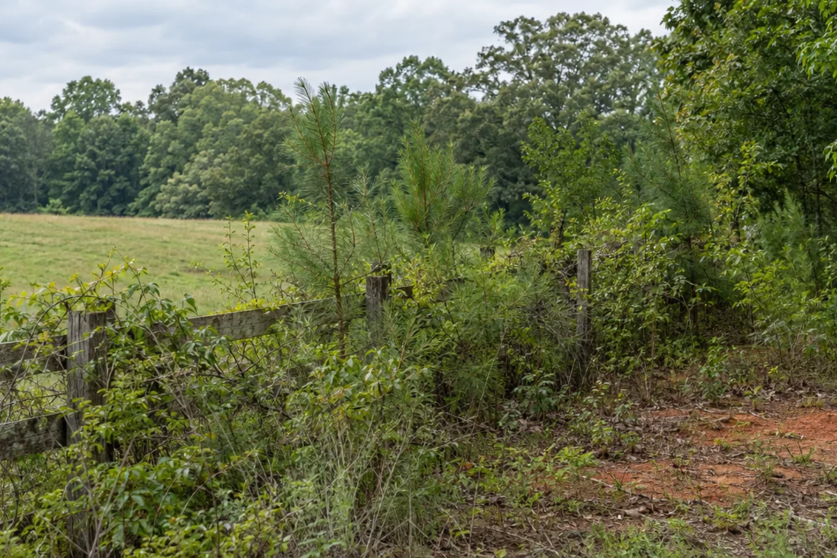 AI-generated scene of an overgrown fence line and old pasture with hardwoods beyond, typical of Walton County farmland